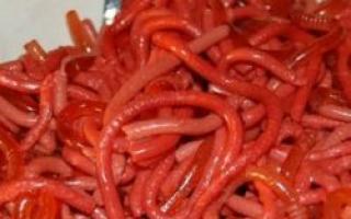 Worms made from gelatin Worms made from gelatin